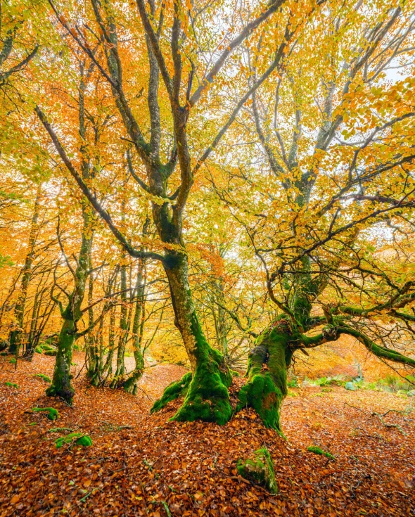 10 great reasons to love autumn in Lozère