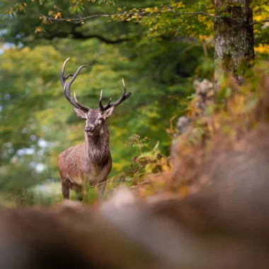 The stag’s rut: tips and holidays