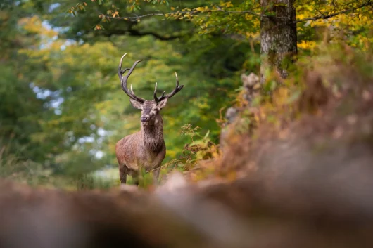 10 great reasons to love autumn in Lozère