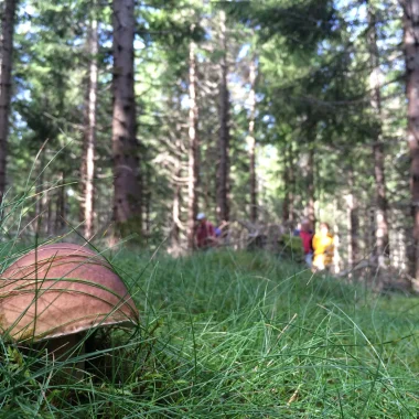 Porcini mushrooms in the forest