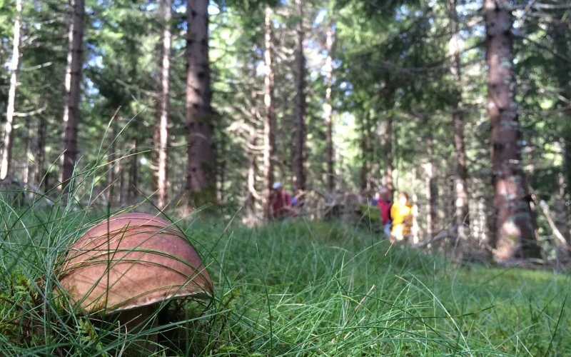 Porcini mushrooms in the forest