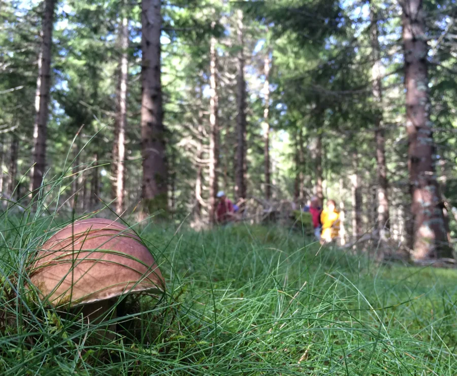 Porcini mushrooms in the forest