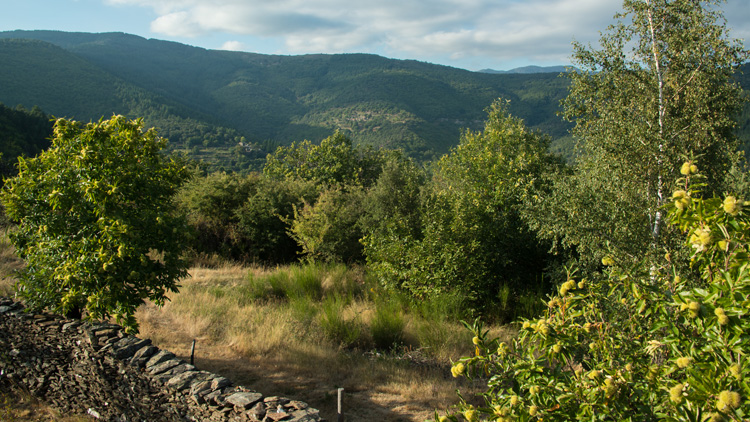 Farine de châtaigne bio de Lozère - Verfeuille