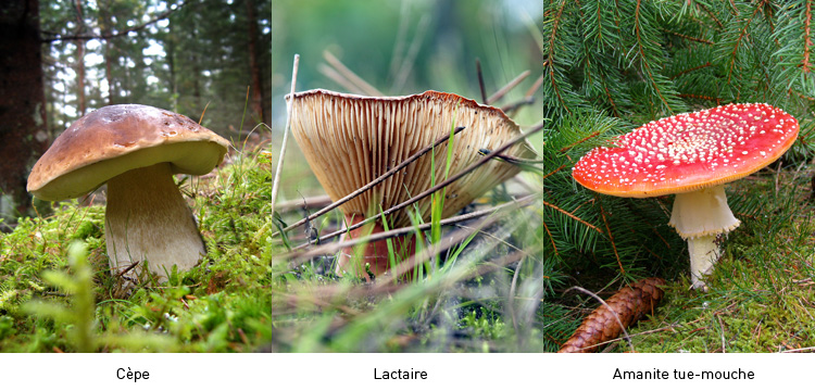 Les 10 champignons les plus cueillis en automne par les Lozériens , À la  une - La Lozère Nouvelle (48)